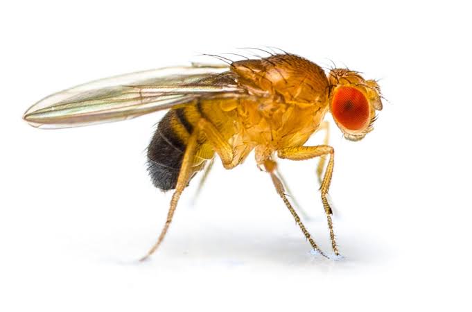 drospilia